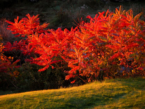 Ogunquit Morning Light
