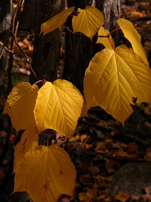 Fall Leaves - Maine