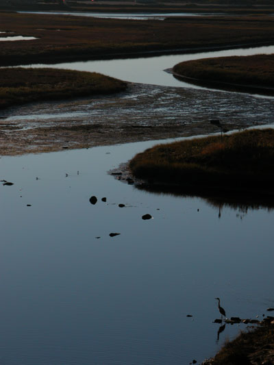 Heron - Ogunquit Marsh