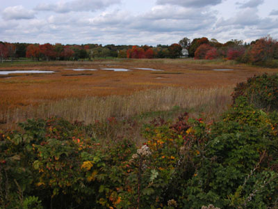 New Hampshire Coastal Bog