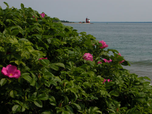 Flower and Water (But not Pasties)