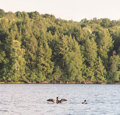 Lake Namakagon Loon