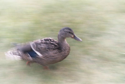 Hammy Duck - Always a Camera's Best Friend