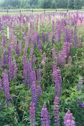 Lupines in bloom at Rocky Run